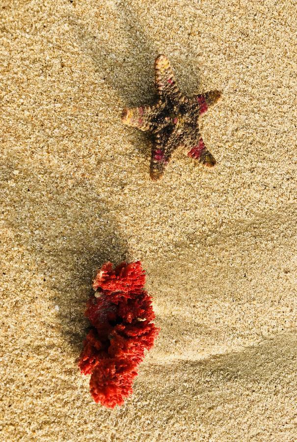 Starfish Beach Bungalows 아루감 베이 외부 사진